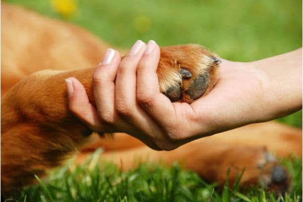 pet owner holding the paws of their pet