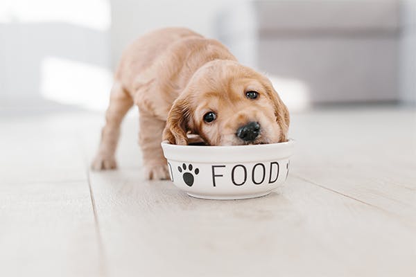 English-cocker-spaniel-puppy-eating-dog-food-from-ceramic-bowl
