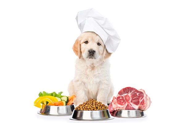 https://tower.thetop10petinsurance.com/wp-content/uploads/2021/11/Funny-golden-retriever-puppy-in-chefs-hat-with-food-for-pets..jpg