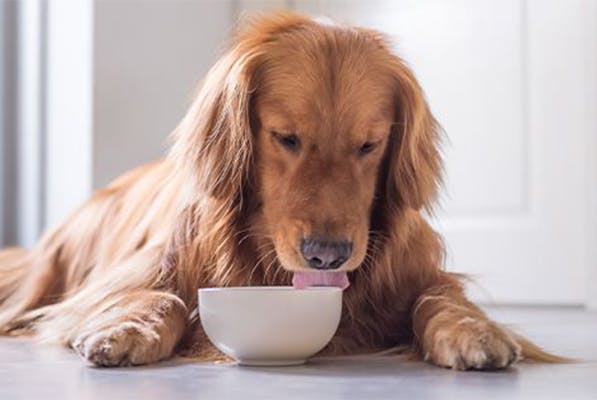 https://tower.thetop10petinsurance.com/wp-content/uploads/2021/11/Img-2-for-post-Why-Fresh-Food-Is-The-Best-For-Dogs.jpg