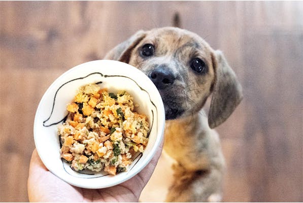 https://tower.thetop10petinsurance.com/wp-content/uploads/2021/11/Img-for-Why-Fresh-Food-Is-The-Best-For-Dogs.jpg