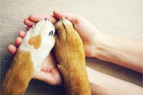pet owner holding the paws of their pet