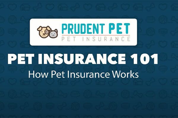 Cover-img-for-Prudent-Pet-review