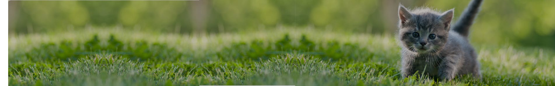 Cover-img-for-desktop---kitten-in-the-green-grass